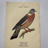 Botanical engraving birds double sided naturalist board Etching