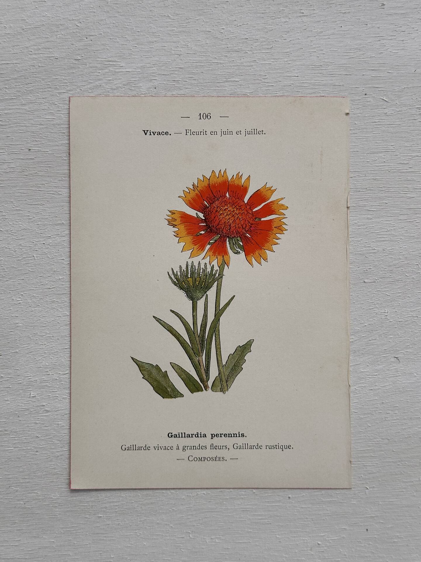 Botanical Plate 1800 Old Naturalist Engraving 19th Century Double-Sided