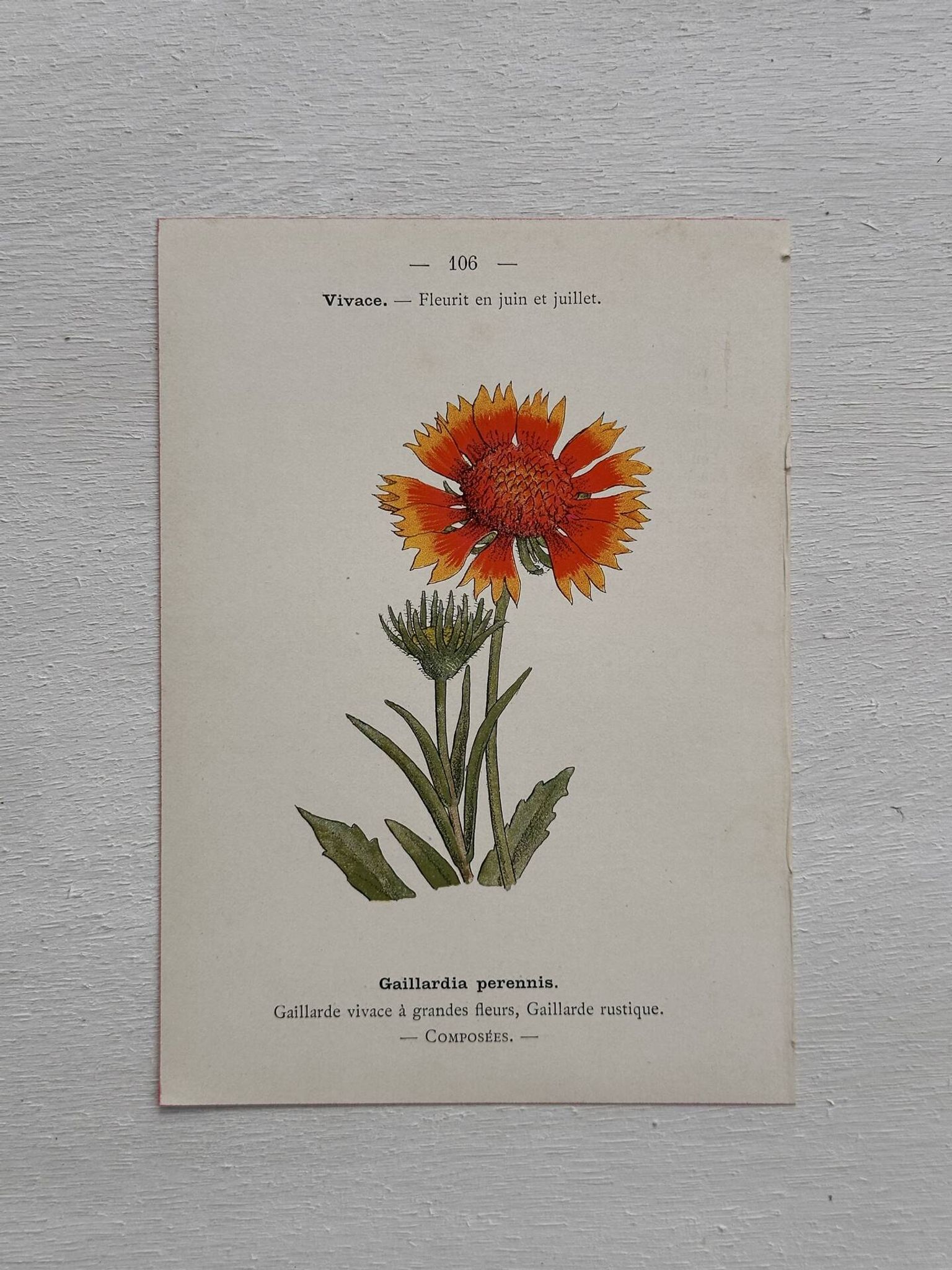 Botanical Plate 1800 Old Naturalist Engraving 19th Century Double-Sided