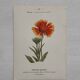 Botanical Plate 1800 Old Naturalist Engraving 19th Century Double-Sided