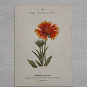 Botanical Plate 1800 Old Naturalist Engraving 19th Century Double-Sided