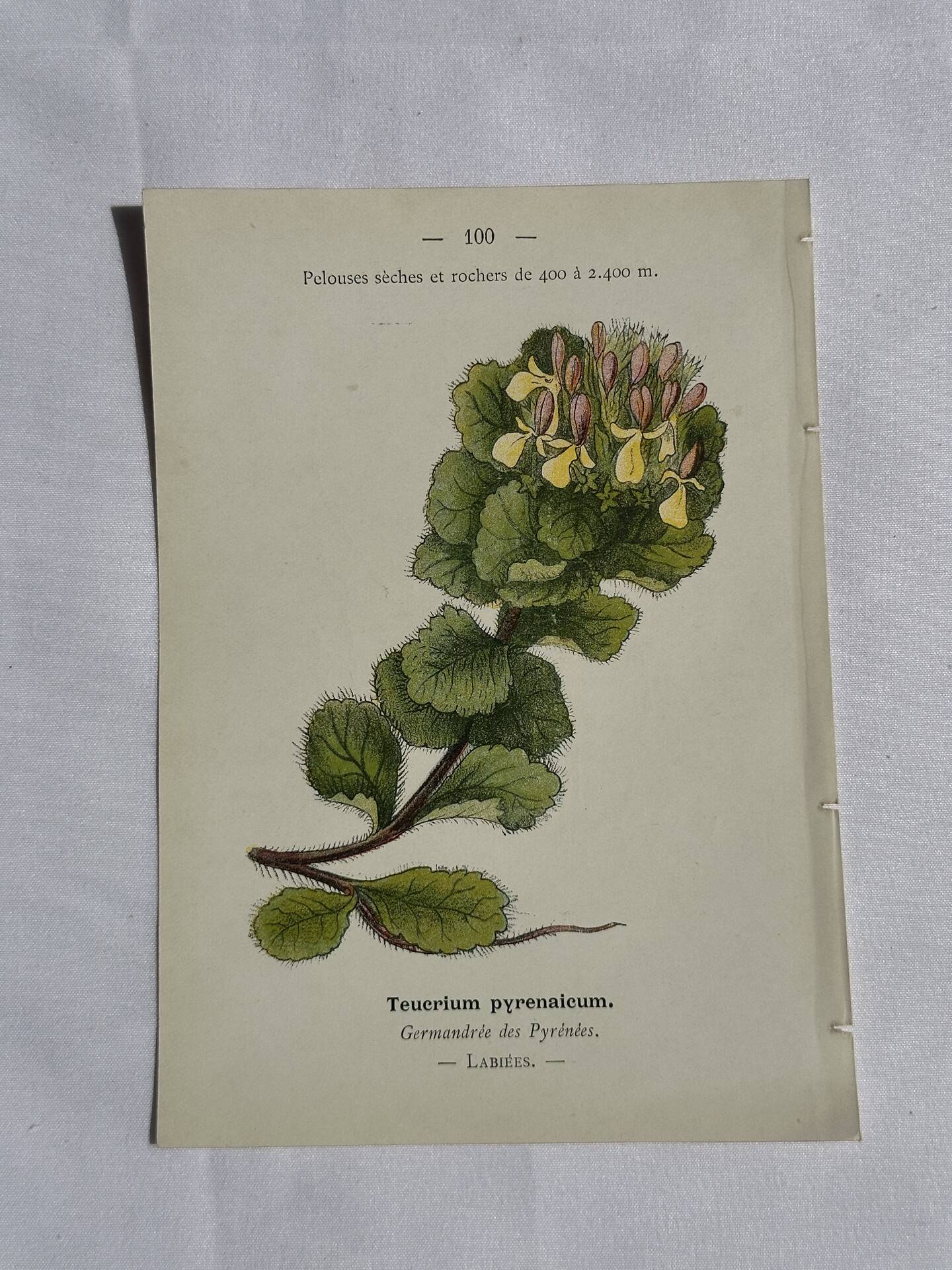 Gravure Botanique Ancienne XIXe – Lithographies Naturalistes  Fleurs &