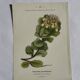 Gravure Botanique Ancienne XIXe – Lithographies Naturalistes  Fleurs &