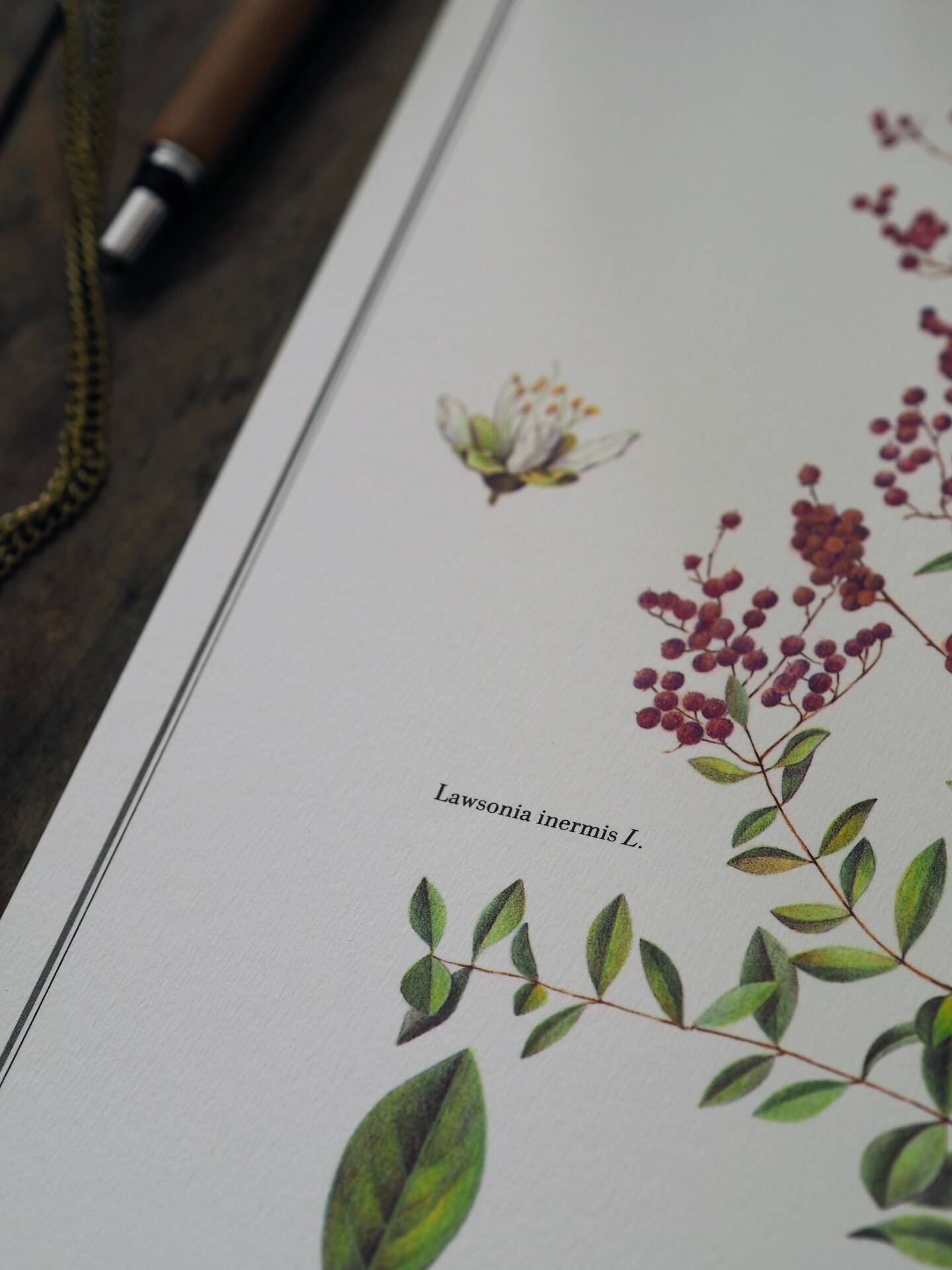 Henna, printed illustration from 1986. Vintage Botany. 24X31cm