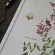 Henna, printed illustration from 1986. Vintage Botany. 24X31cm