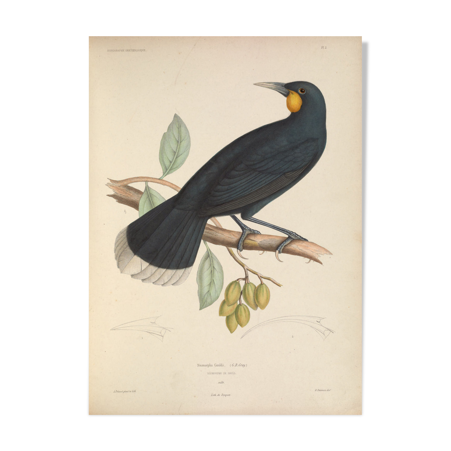 Ancient bird ornithological board