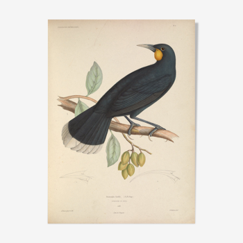 Planche ornithologique ancienne oiseau