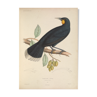 Planche ornithologique ancienne oiseau