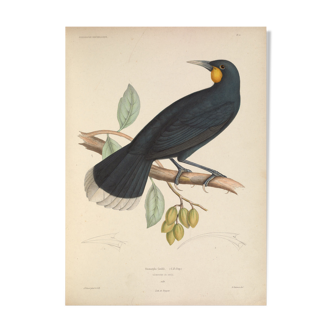 Ancient bird ornithological board