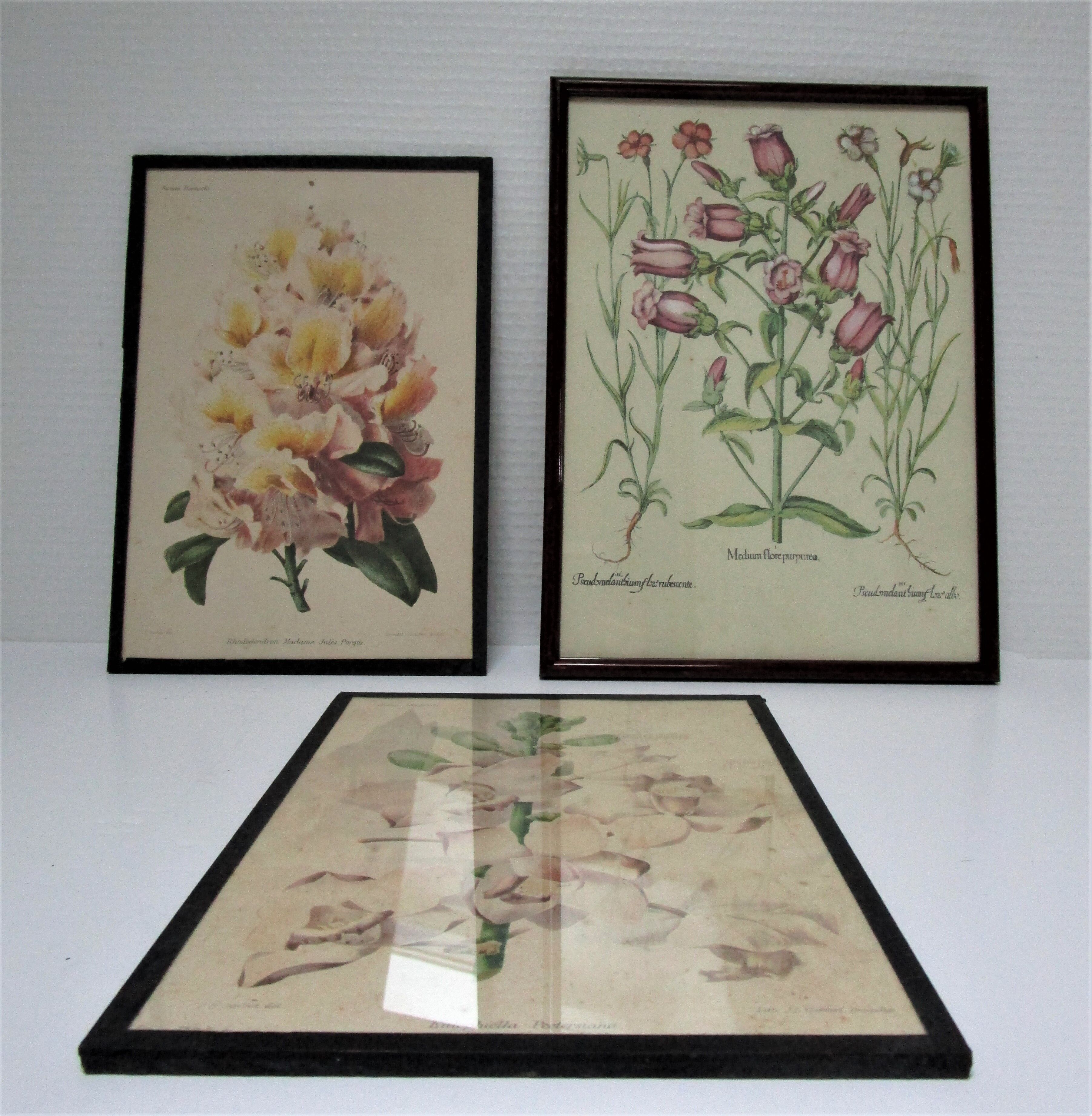 Trois planches botaniques encadrées orchidée rhododendron campanule médium vintage