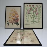 Trois planches botaniques encadrées orchidée rhododendron campanule médium vintage