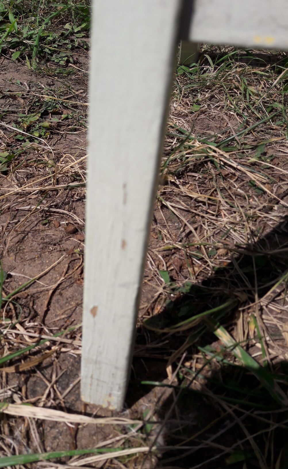 Thonet folding chair