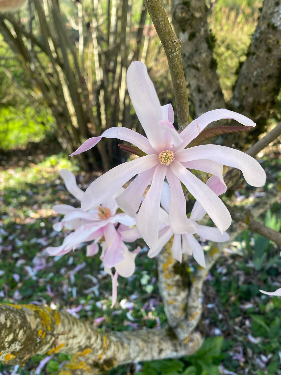Antique wooden birdcage
