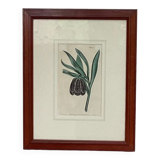 Old English botanical engraving numbered
