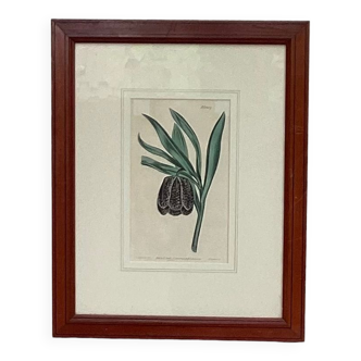 Old English botanical engraving numbered