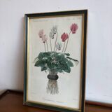 Vintage botanical illustration