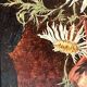 Tableau années 50 "Fleurs d'automne" signé Vandors