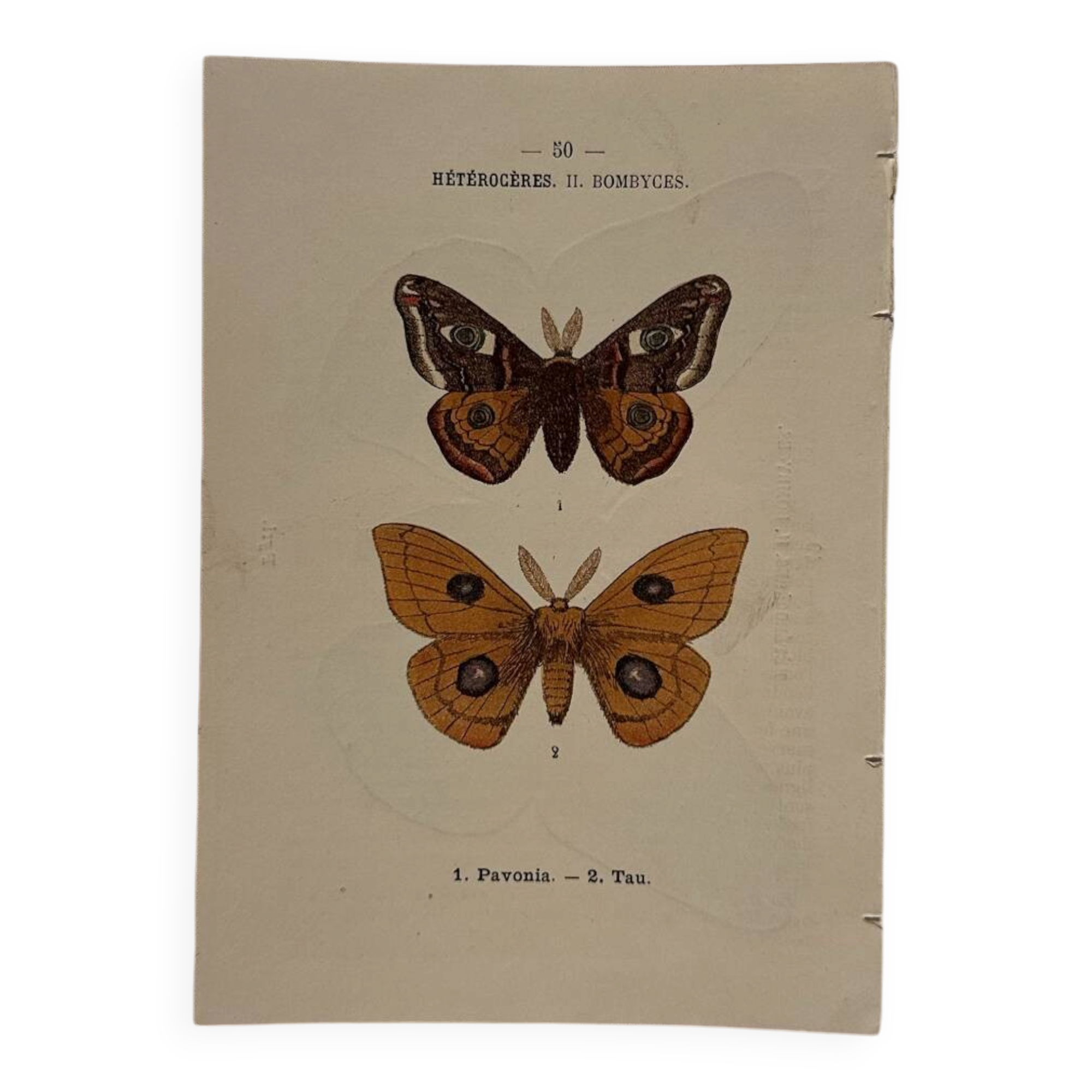 Botanical Plate 1800 Old naturalist engraving 19th century double-sided