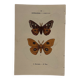Botanical Plate 1800 Old naturalist engraving 19th century double-sided