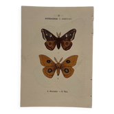 Botanical Plate 1800 Old naturalist engraving 19th century double-sided