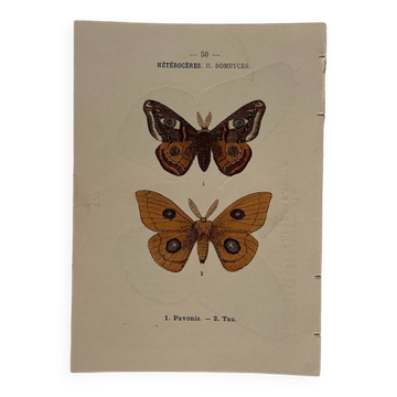 Botanical Plate 1800 Old naturalist engraving 19th century double-sided