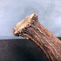 Elk horn foot lamp and silk day offal