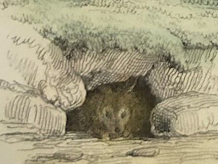 ORIGINAL ZOOLOGICAL PLATE OF 1839 " Deer, Hare,....