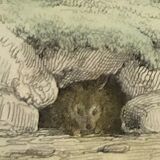 ORIGINAL ZOOLOGICAL PLATE OF 1839 " Deer, Hare,....