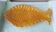 Fish dish Vallauris