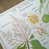 Rossignol pedagogical poster "The cotton tree and the mango tree" vintage.