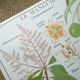 Rossignol pedagogical poster "The cotton tree and the mango tree" vintage.