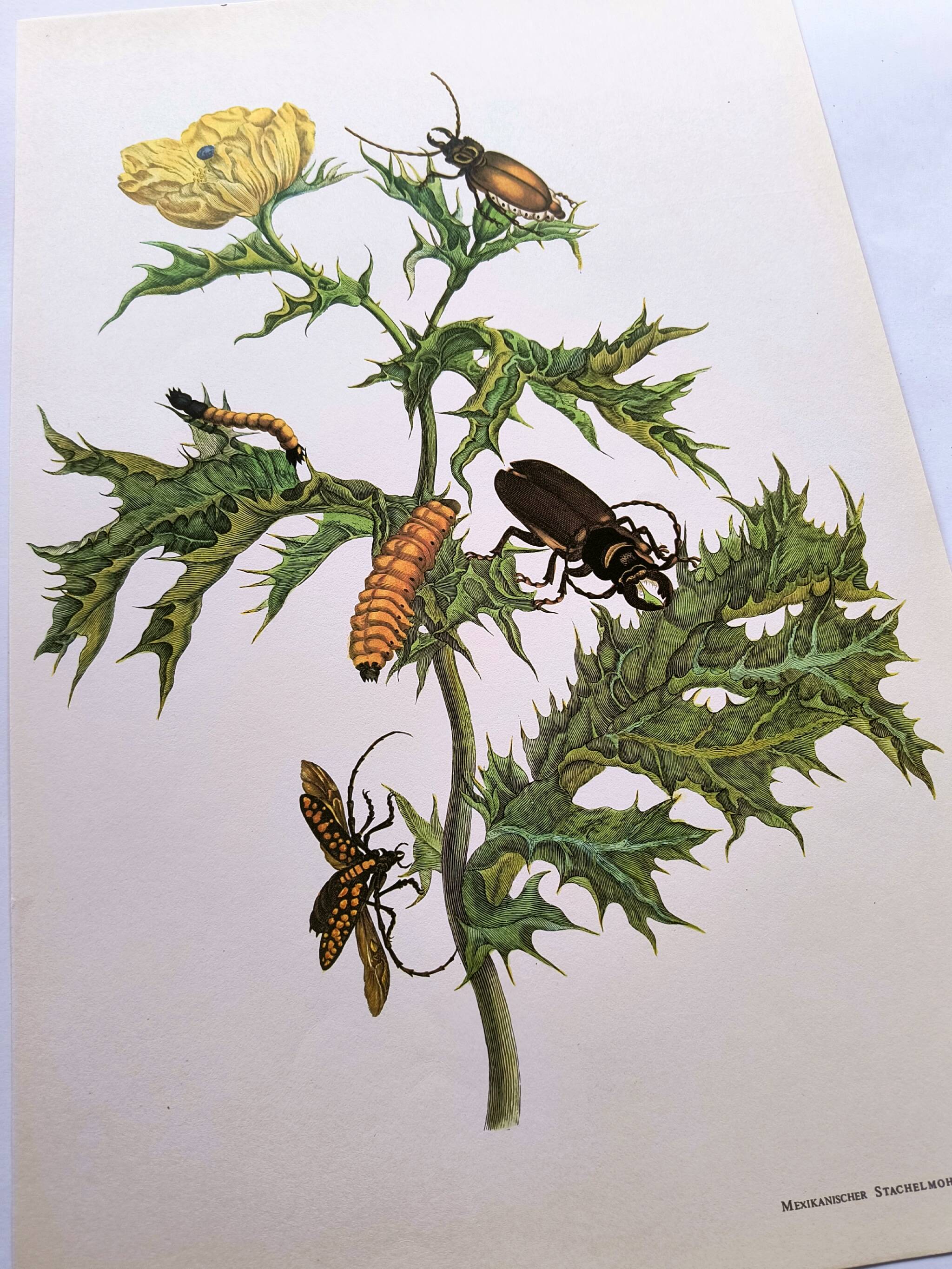 Merian Botanical Plate - Mexican Thorny Thistle - Ancient and Natural