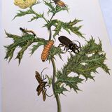 Merian Botanical Plate - Mexican Thorny Thistle - Ancient and Natural