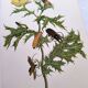 Merian Botanical Plate - Mexican Thorny Thistle - Ancient and Natural
