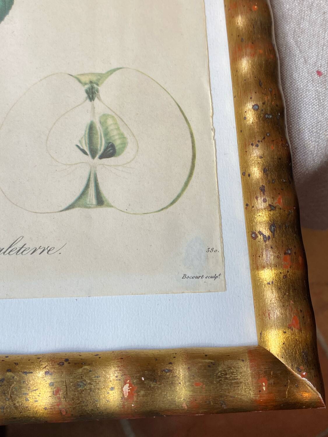 Botanical poster, Langlois print, Royal apple of England