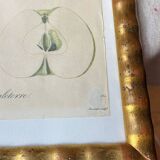 Botanical poster, Langlois print, Royal apple of England