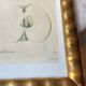Botanical print, Langlois print, Royal Apple of England