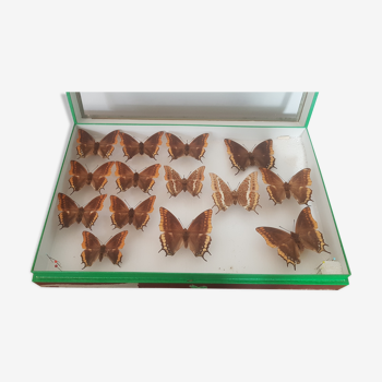 Box of naturalized butterflies