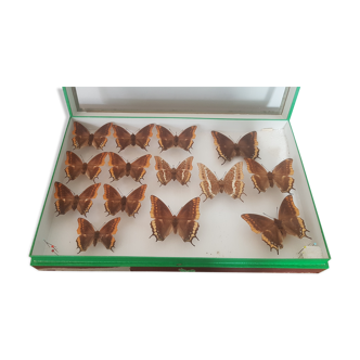 Box of naturalized butterflies