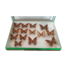 Box of naturalized butterflies