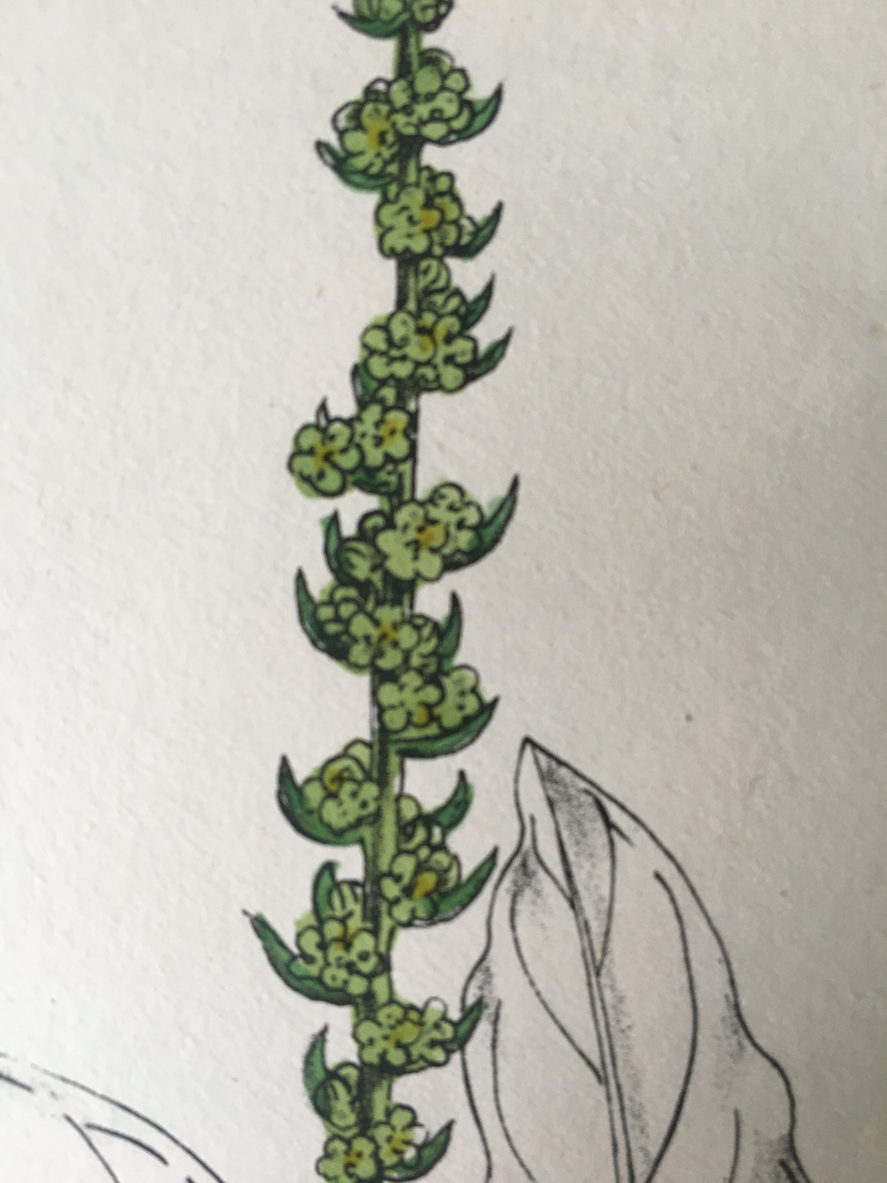 Botanical board duo, 1880