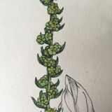 Botanical board duo, 1880