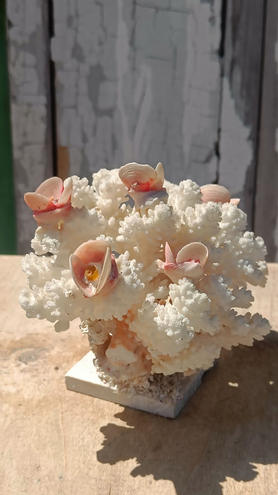 White coral tree with shell