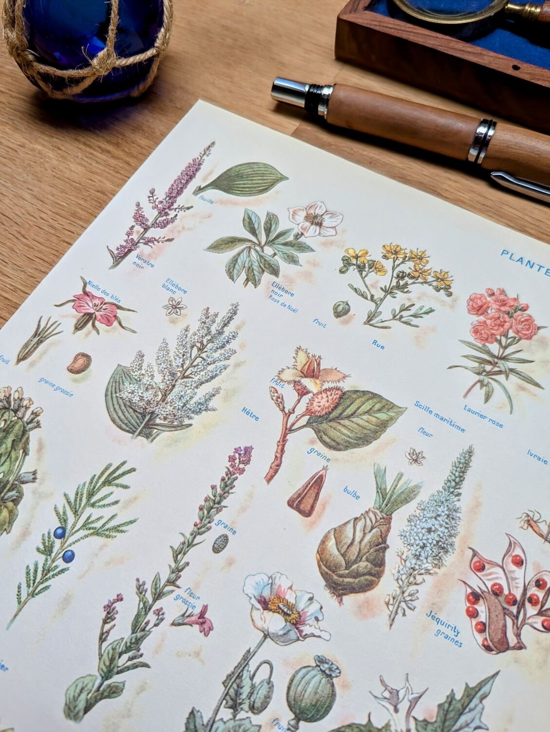 Printed in 1954, Dangerous Plants.