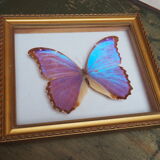 Former executive butterfly under glass