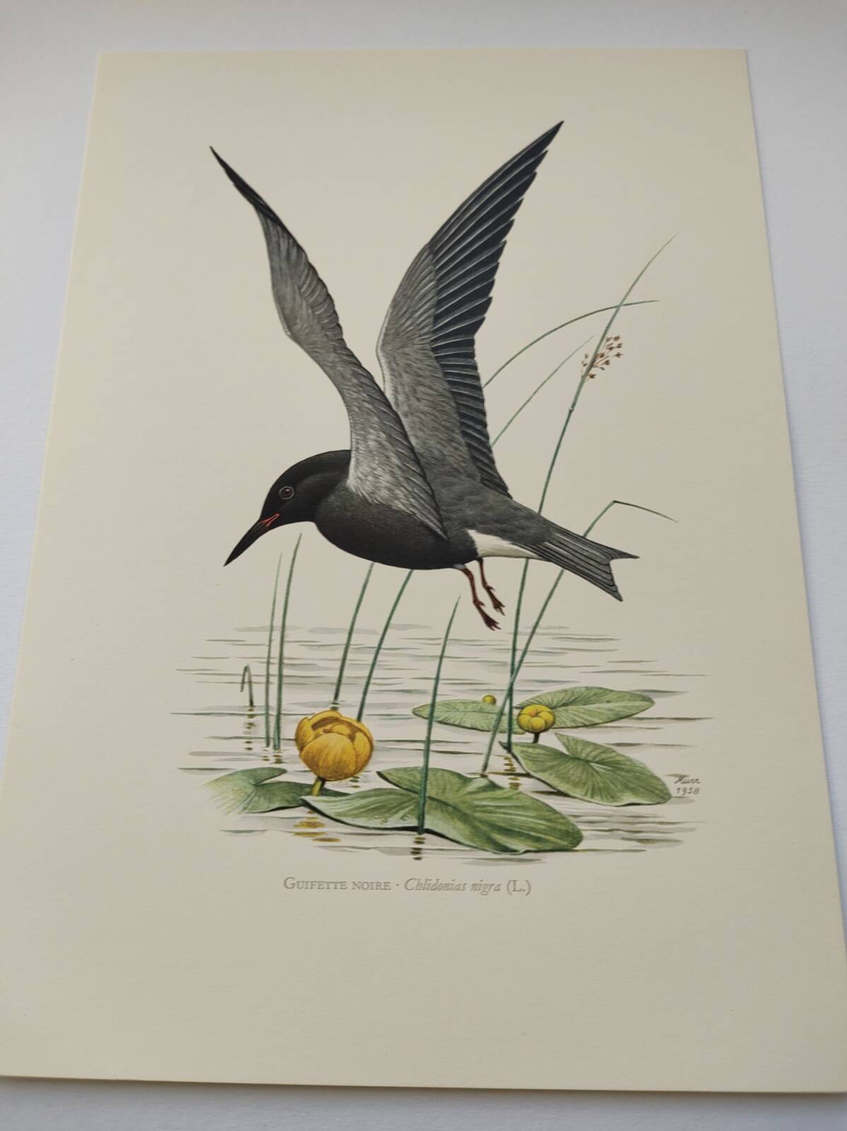Bird illustration from the 1960s - Black Tern - Vintage zoological and ornithological board