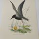 Bird illustration from the 1960s - Black Tern - Vintage zoological and ornithological board
