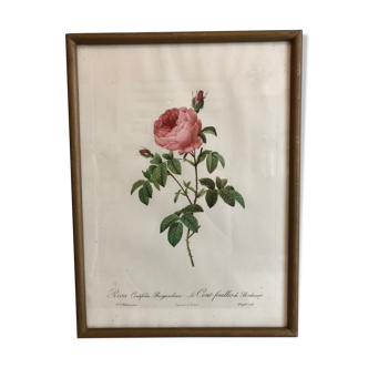 Frame Dreaded Rosa "Centifolia Burgundiaca"