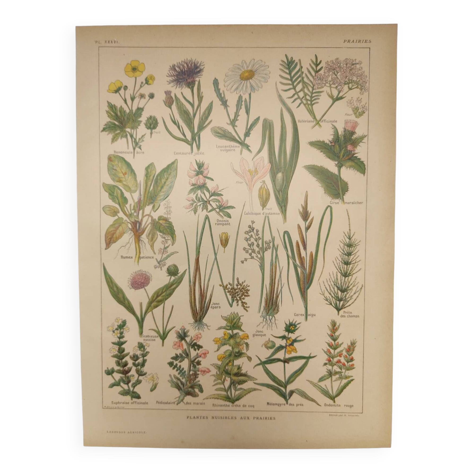 Gravure Originale de 1922 🌿 Flore de Prairie 🌿 Planche ancienne botanique de J.M Dessertene