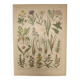 Gravure Originale de 1922 🌿 Flore de Prairie 🌿 Planche ancienne botanique de J.M Dessertene